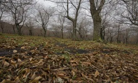 Festa della Varola a Melfi