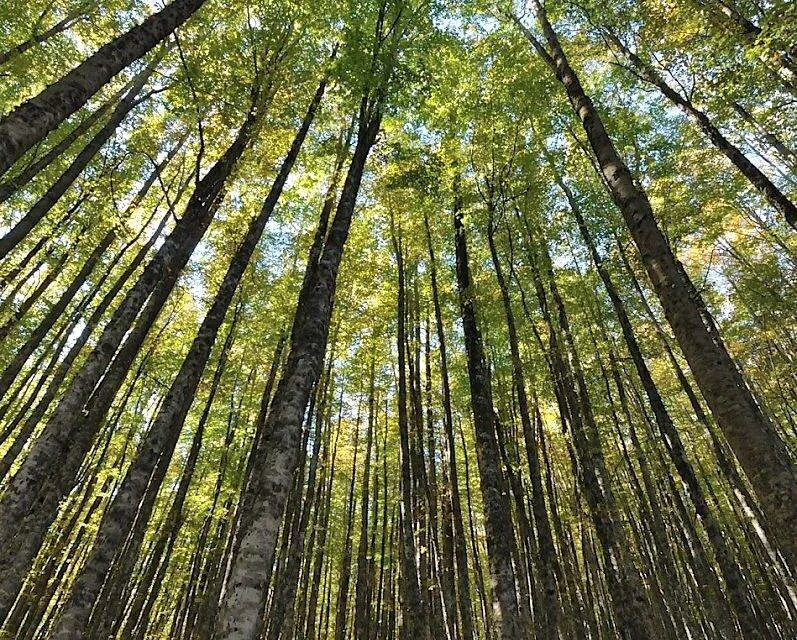 Monte Grattaculo e Belvedere del Malvento