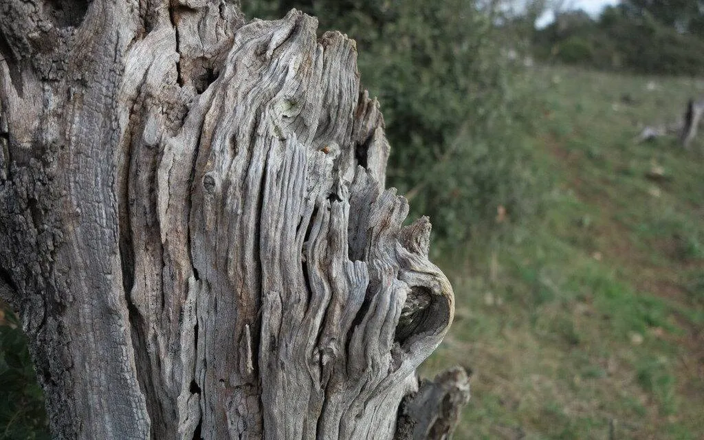 Da Murgecchia a Murgia Timone