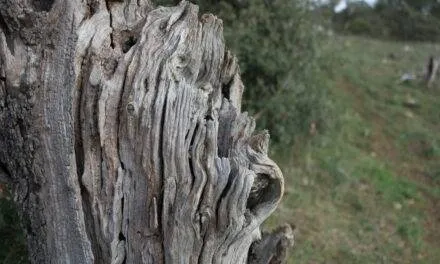 Da Murgecchia a Murgia Timone