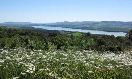 La collina di Timmari