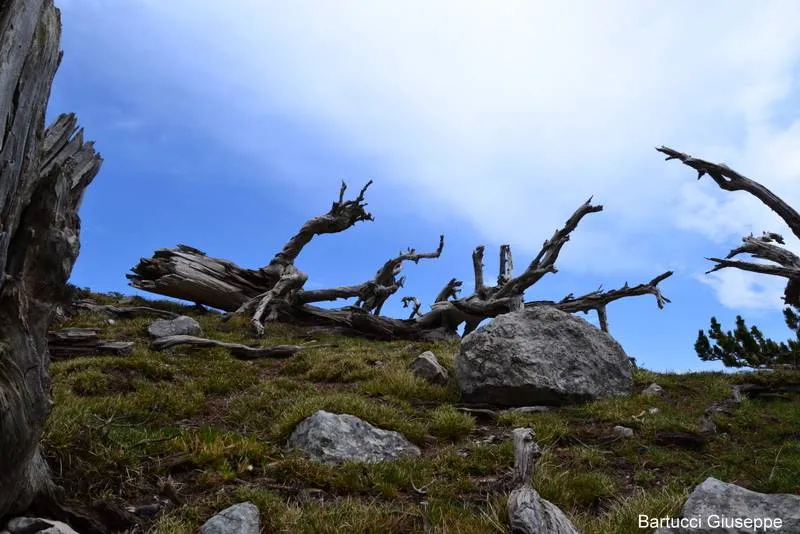 Da Madonna del Pollino a Serra di Crispo