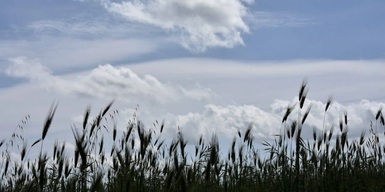 Timmari. La collina materana