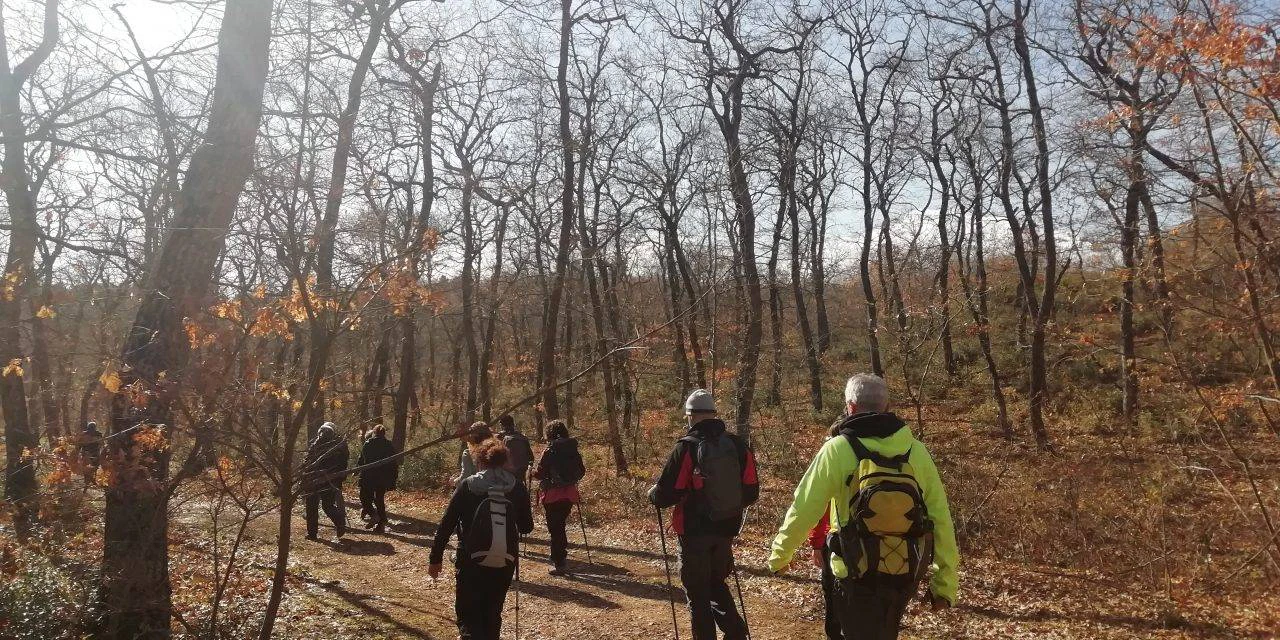 Il bosco della Manferrara