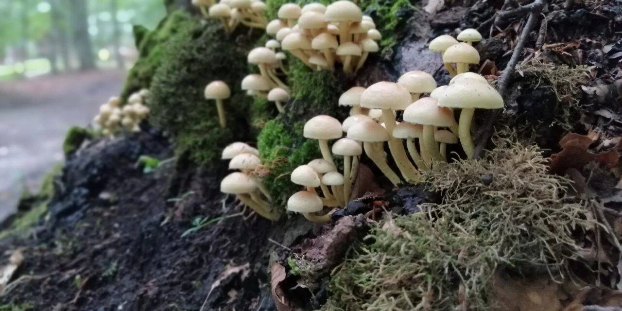 Il sentiero degli austriaci