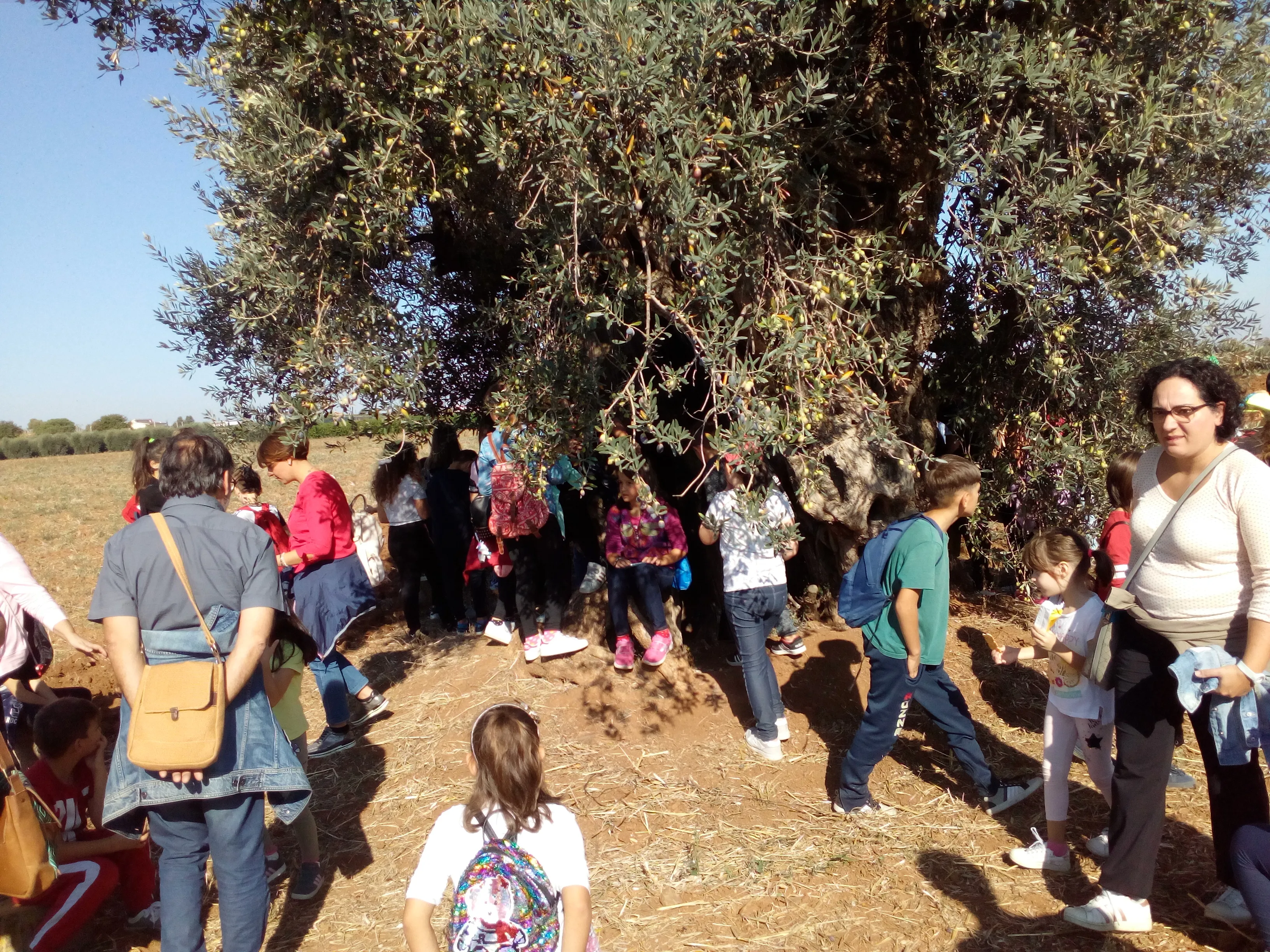 Tra le città dell’olio della Basilicata