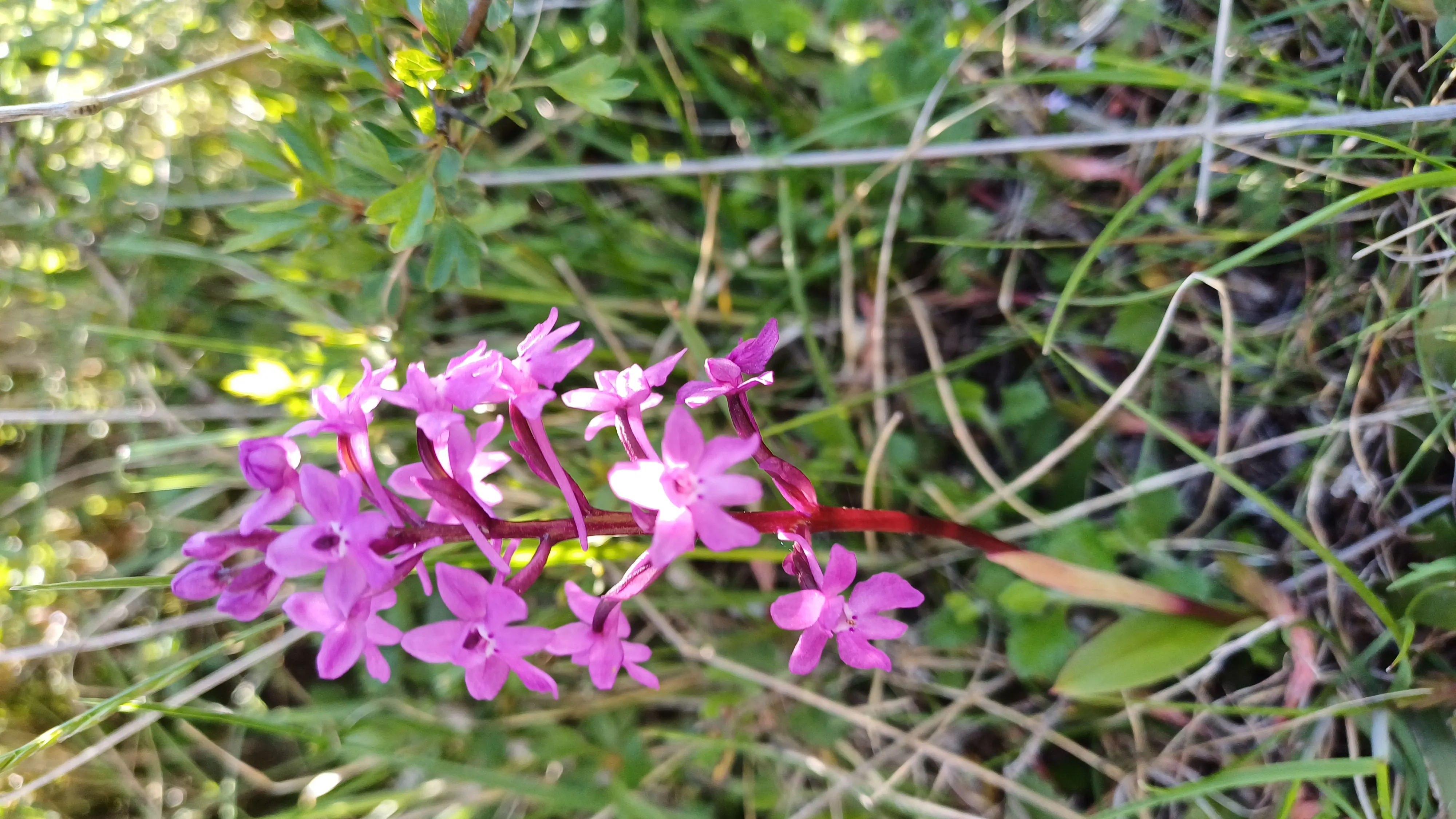 Le orchidee del Monte Impiso