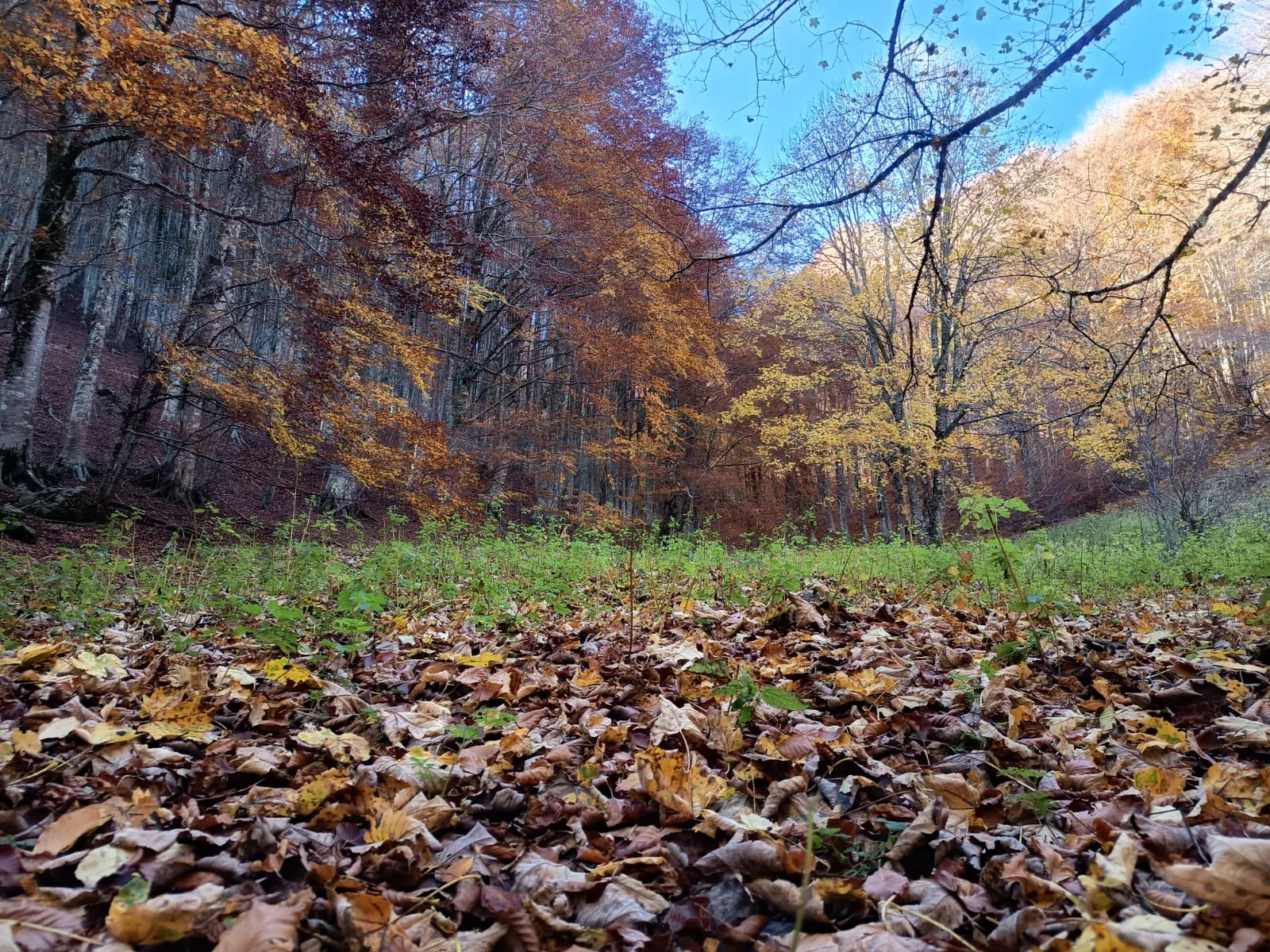 Monte Palanuda Autunnale