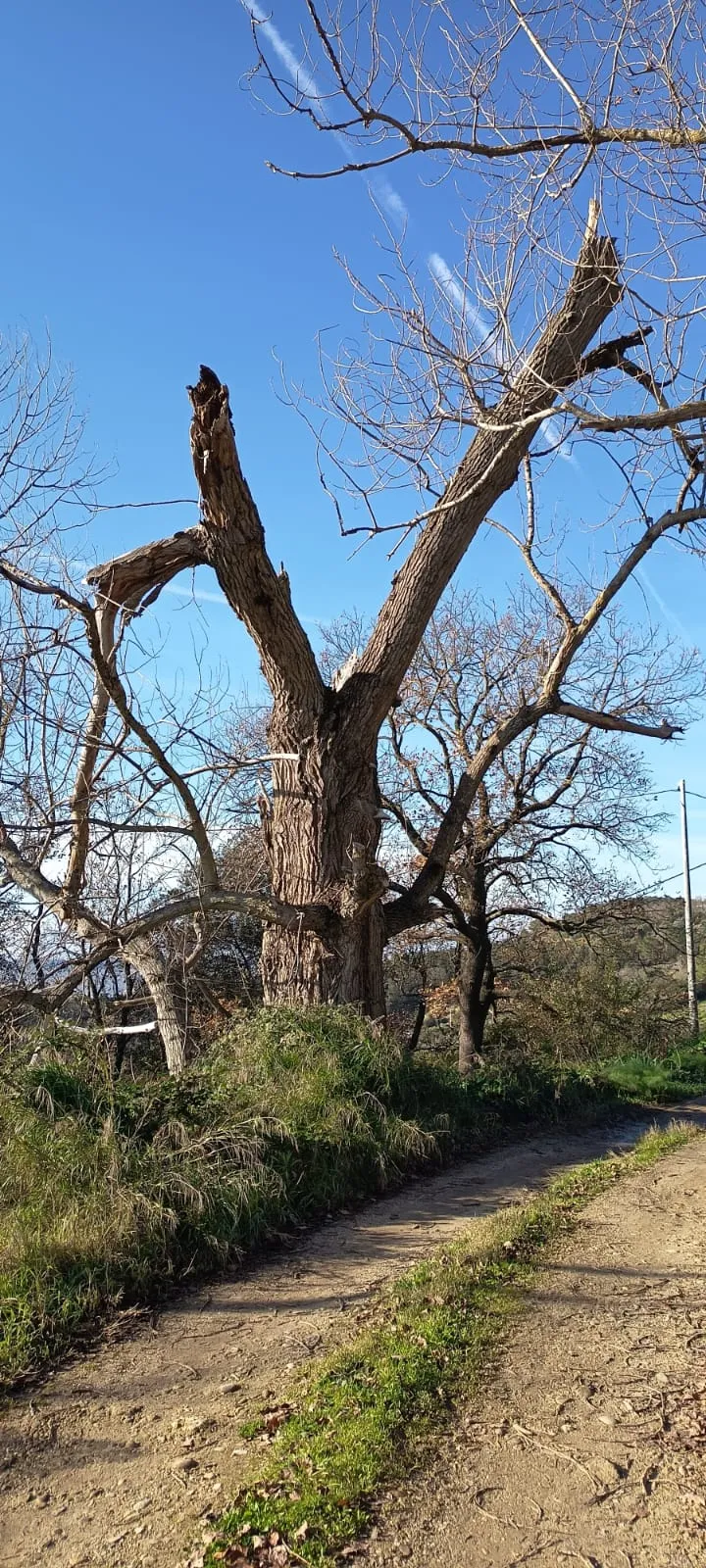 Timmari, il pioppo nero e Monte Timbro